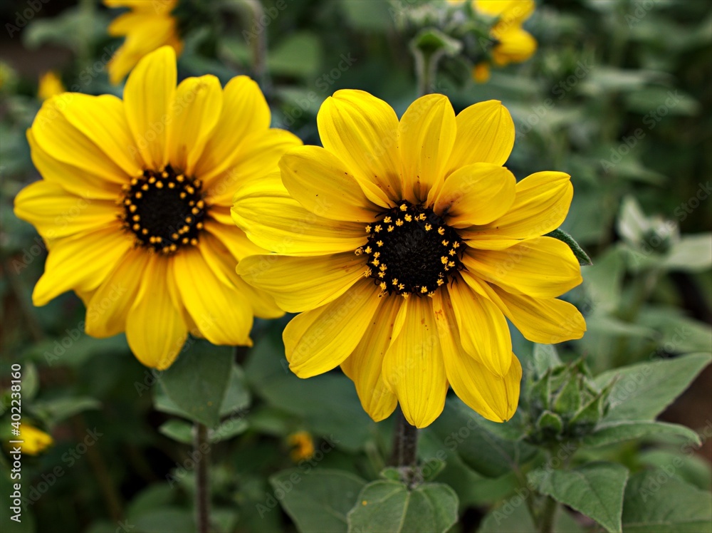 Yellow flower , sunflower plants in garden ,flora blooming ,macro image and sweet color for background Yellow flower , sunflower plants in garden ,flora blooming ,macro image and sweet color for background