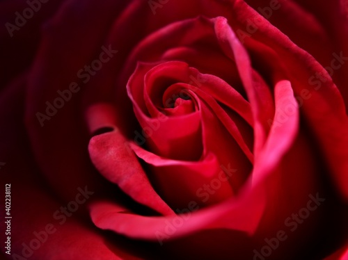 Closeup red rose flower in garden ,petals blooming with soft focus , sweet romantic color ,valentines background	