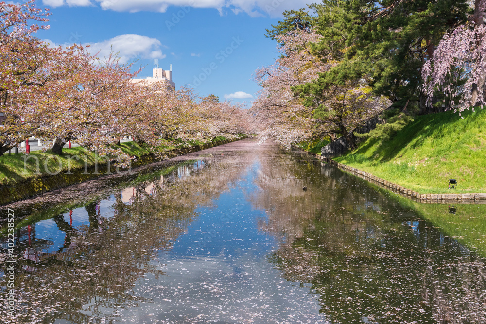 弘前公園の桜 花筏 弘前公園の桜 花筏