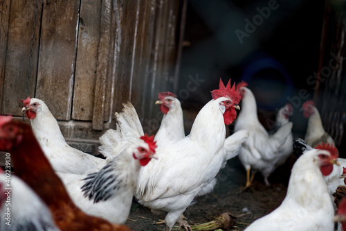  Free range hens - organic
