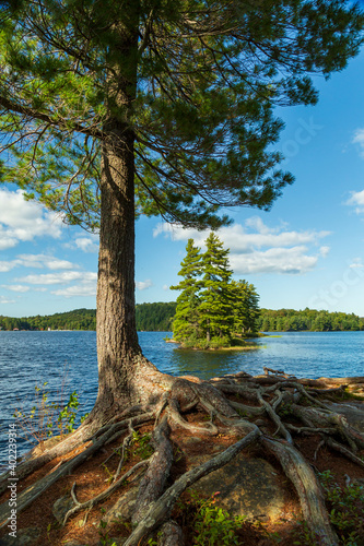 Intricate roots of a tree burrow on an island at Algonquin Park, Ontario, Canada