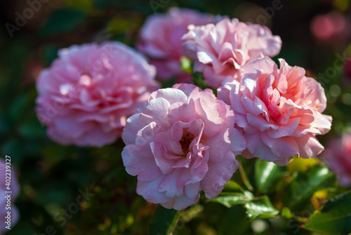 Light pink Floribunda rose blooming. Rosa Botticelli Introduced in France by Meilland © Enso