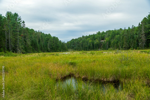 Wetland marsh in Algonquin Park, Ontario, Canada