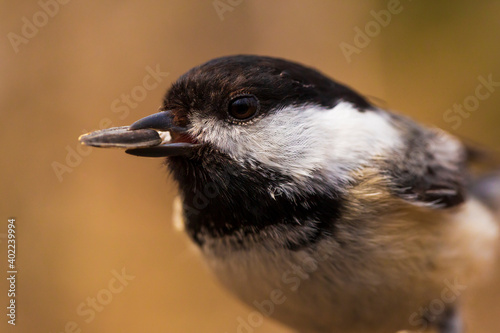 Close up of a black-capped chickadee eating seeds