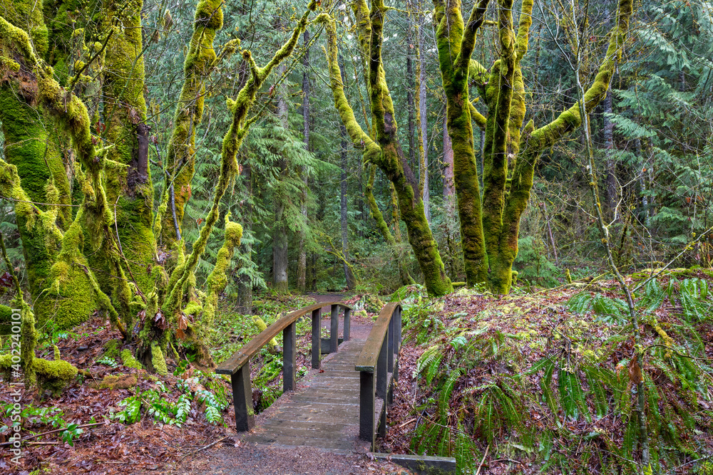 Bridge at trailhead in Mt Hood National Forest, Oregon Bridge at trailhead in Mt Hood National Forest, Oregon
