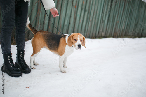 Fototapeta Naklejka Na Ścianę i Meble -  Beagle dog. Dog on a leash in winter.