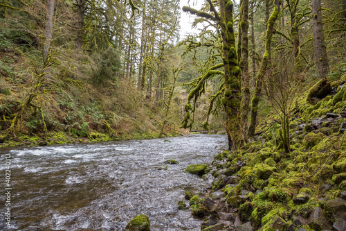Mossy green landscape of Abiqua Creek, Oregon