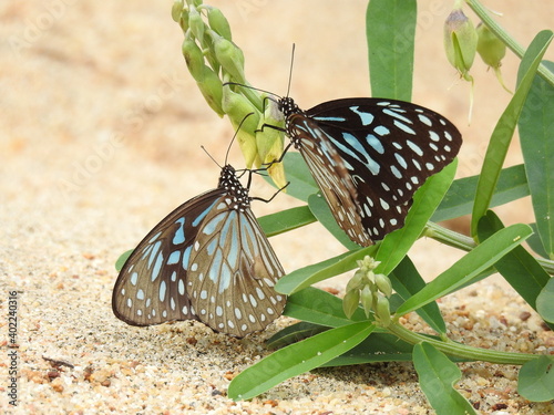 Blue tiger butterfly on a leaf