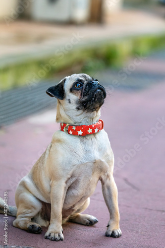 Young Pug dog sitting outdoors with red necklace.