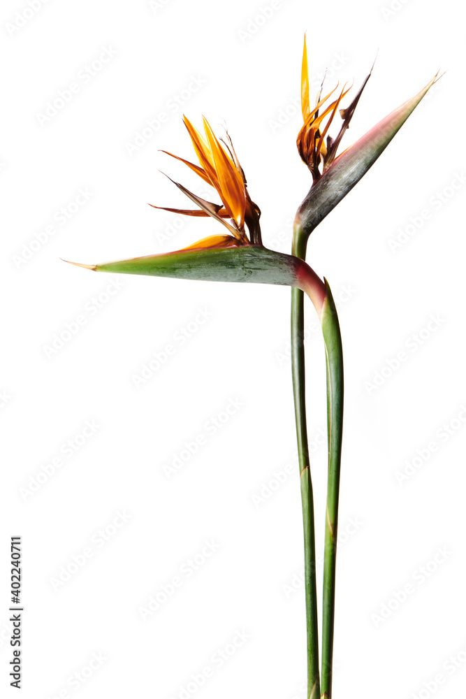 極楽鳥花 Strelitzia ストレリチア ストレチア Stock 写真 Adobe Stock