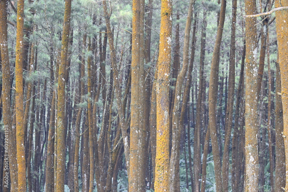 dense pine trees in protected forest that should not be cut down dense pine trees in protected forest that should not be cut down