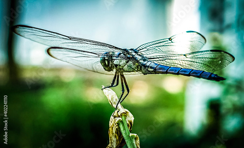 dragonfly on a leaf © Bryan