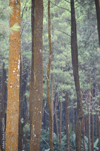 dense pine trees in protected forest that should not be cut down