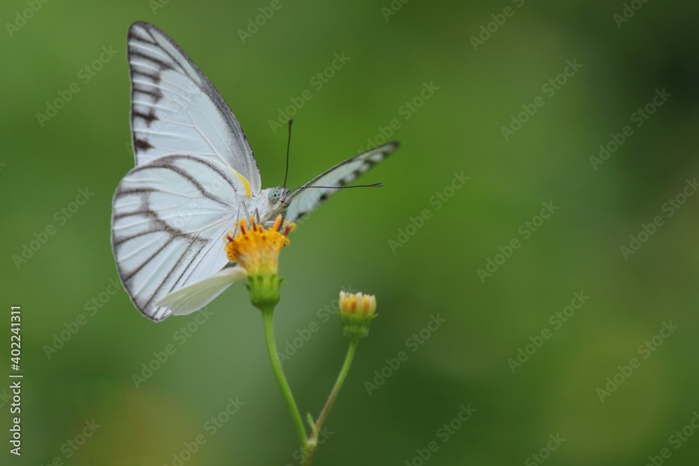 White butterfly on a flower with green background