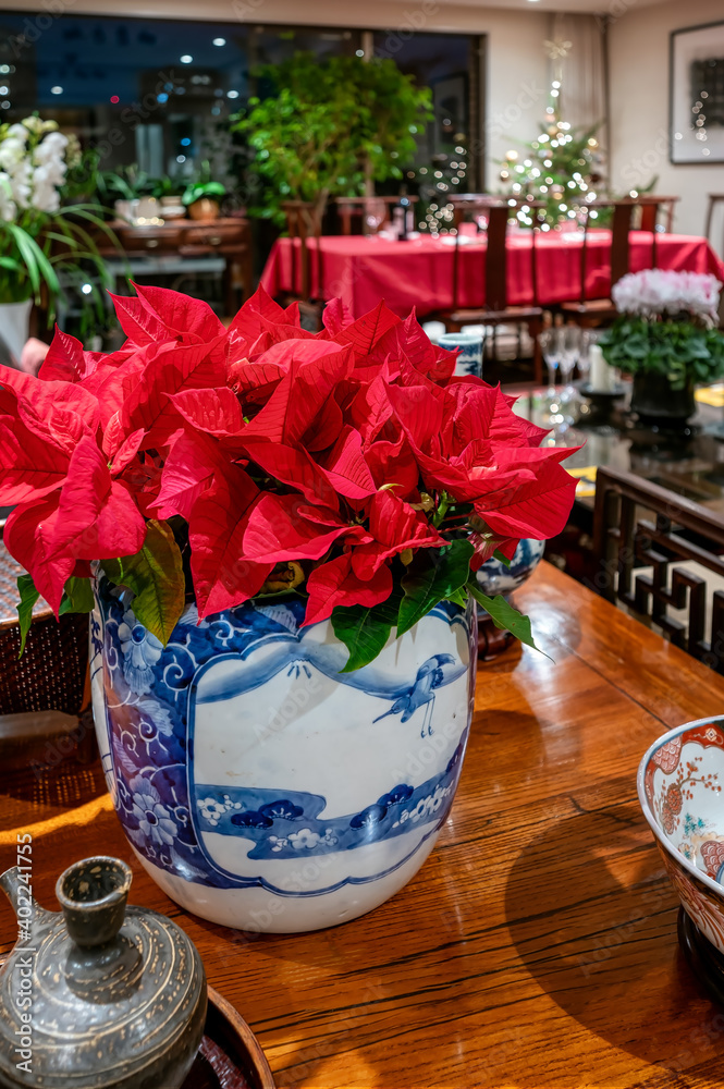 A poinsettia plant sits in a Japanese ceramic hibachi pot in an Asian inspired interior with a festive Christmas setting