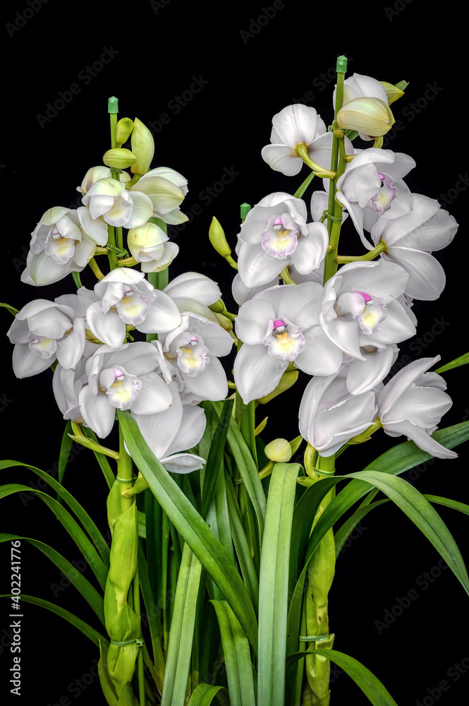 Fototapeta premium White Cymbidium orchid: Lovely Angel 'the Two Virgins'
