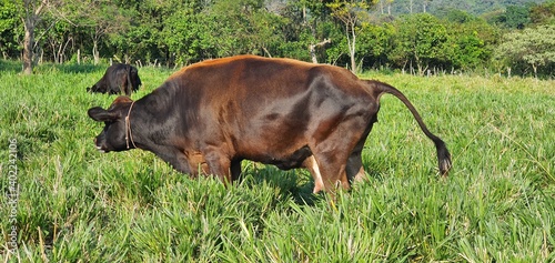 Orina de vaca
