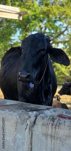 Vaca Negra