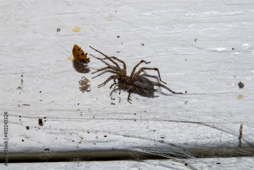 Grass spider with ladybug caught in web built on a side of a house. photo