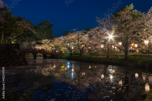 弘前公園の桜 © noriha