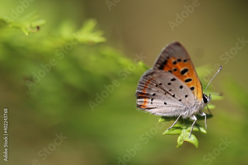 American Copper Butterfly 