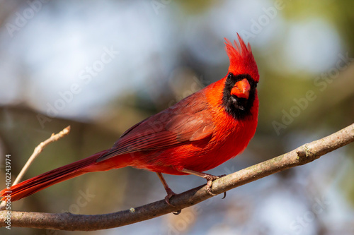 Fotografiet Close up of a bright male red northern cardinal