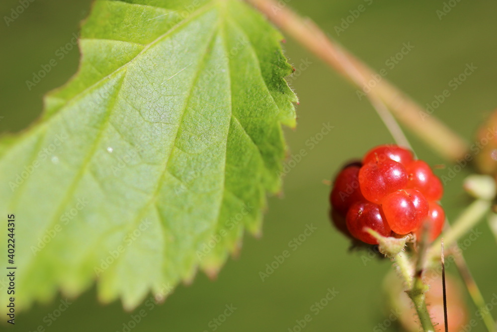 Ripe on the Vine Raspberry and Leaf