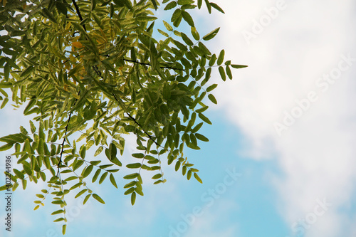 selective focus of a tree branch with leaves on a background of a sunny sky with clouds