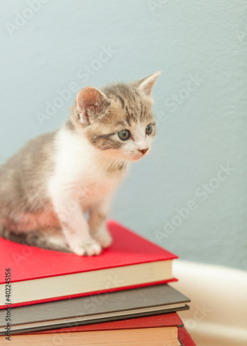 Gray and white kitten sitting on colorful books