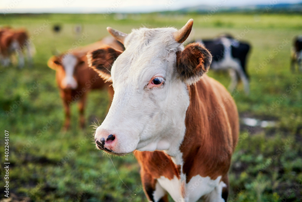 Cow of farm in the grassland of Hulunbuir of Inner Mongolia. Cow of farm in the grassland of Hulunbuir of Inner Mongolia.