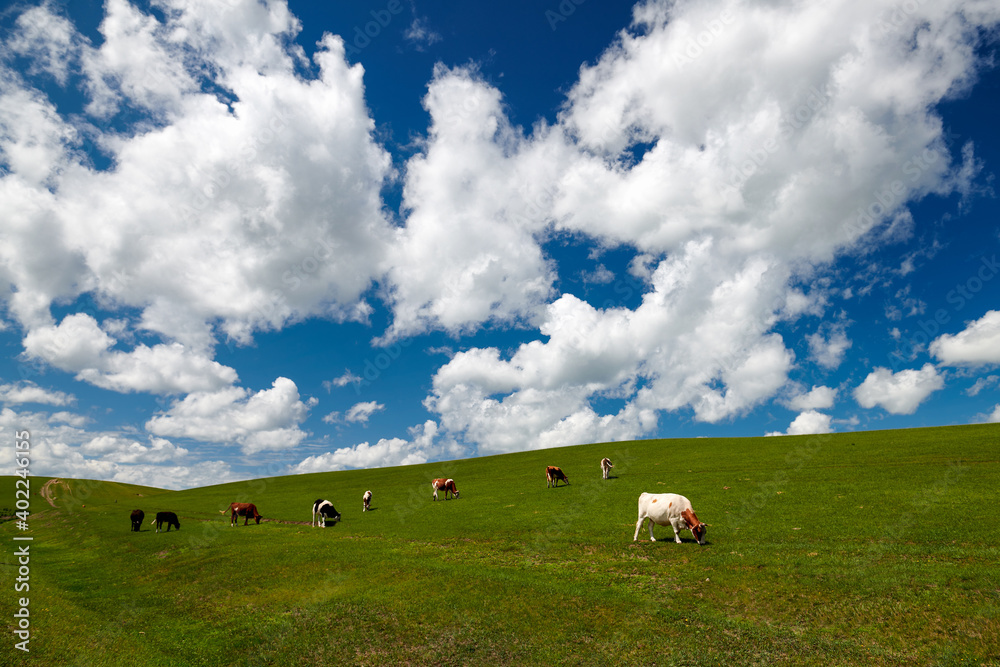 Fototapeta premium Cow of farm in the grassland of Hulunbuir of Inner Mongolia.
