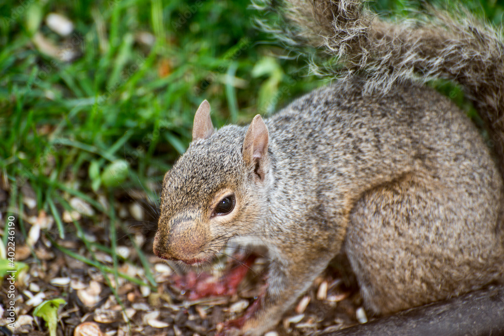 Obraz premium Sick Eastern Gray Squirrel with abcess on face