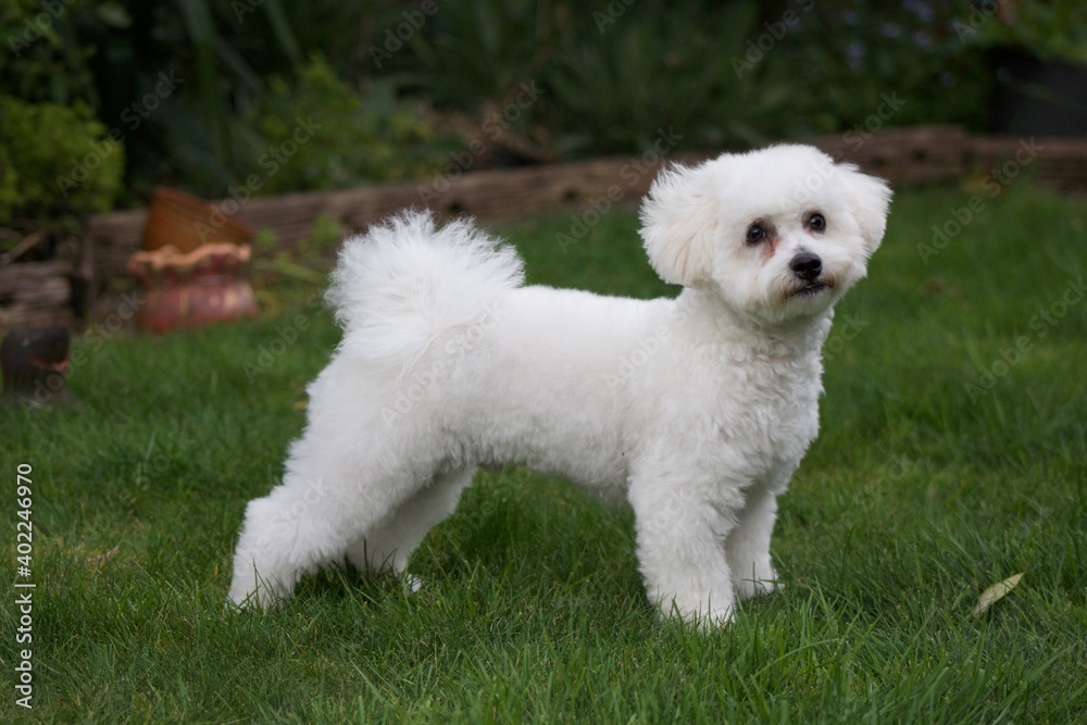Bichon Frise standing to attention in the garden