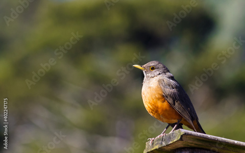 Close up da ave sabiá-laranjeira no Brasil (Turdus rufiventris) © JCLobo