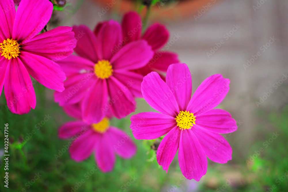Topview and close up Beautiful Magenta colour of Cosmos flowers (Cosmos Bipinnatus) . Topview and close up Beautiful Magenta colour of Cosmos flowers (Cosmos Bipinnatus) .