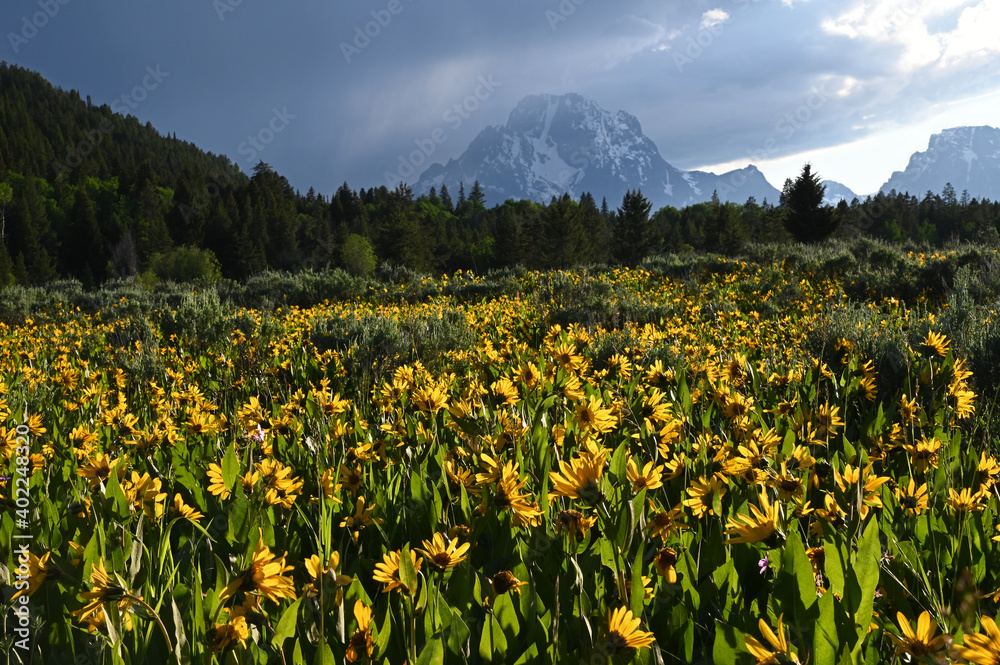 Mt. Moran with Flowers 