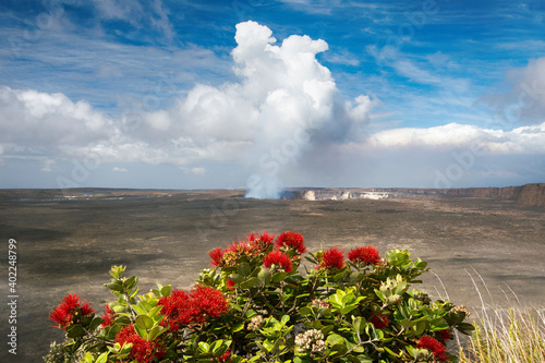 Canvas-taulu Kilauea volcano with Ohia tree and its flower, the Lehua blossom