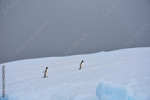 pingüinos solitarios en un día nublado.