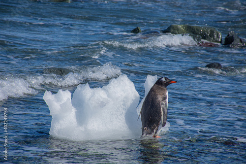 Pingüino Antártico y hielo