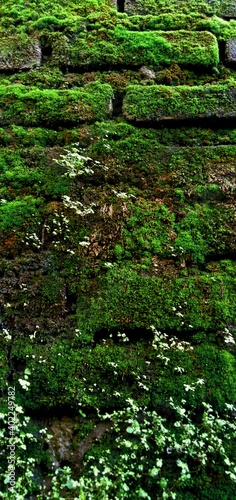 Fototapeta Naklejka Na Ścianę i Meble -  green moss on the wall