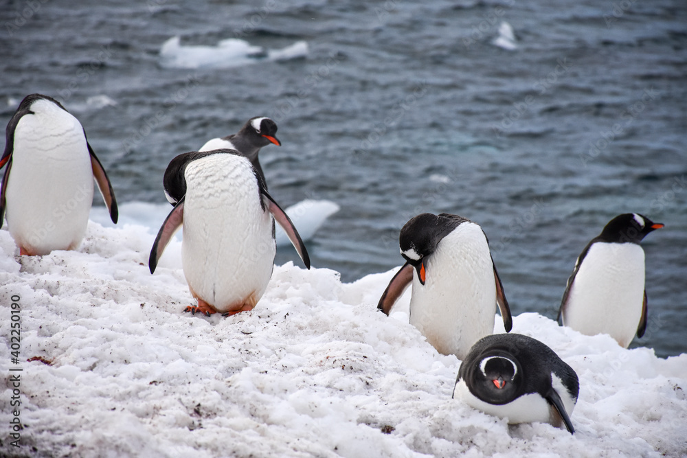 Obraz premium pingüinos antárticos
