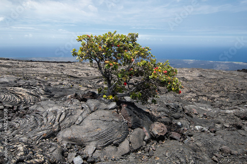 Single tree growing through crack in old lava flow. Big Island Hawaii  photo