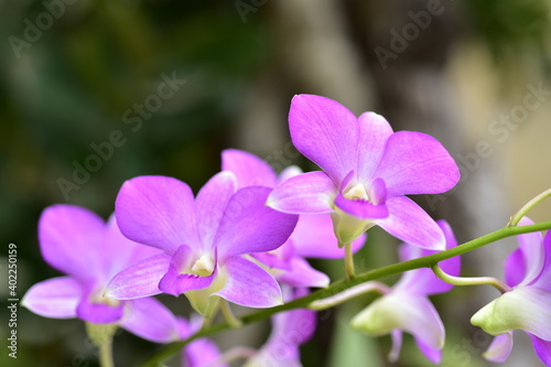 Colorful flowers and morning sunshine