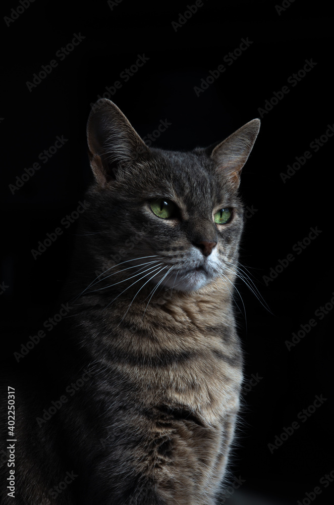 beautiful portrait of a cat beautiful portrait of a cat