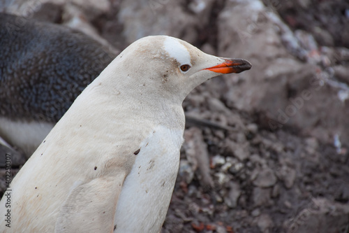 Pingüino Antártico Blanco