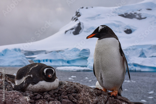 Pingüinos Antárticos