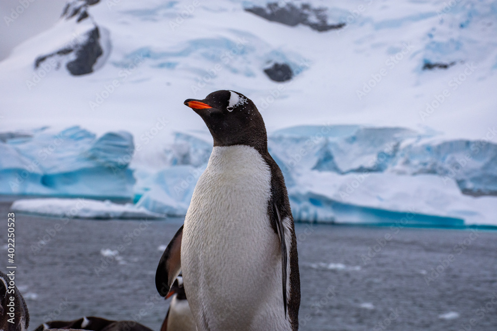 Naklejka premium Pingüino Antártico 