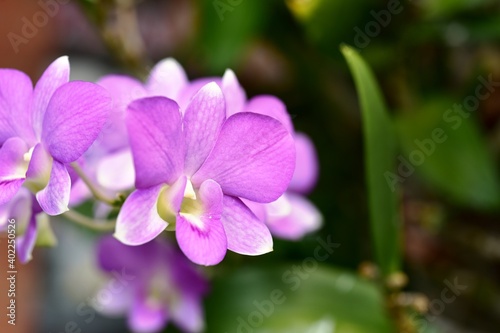 Colorful flowers in the garden Beautiful flowers in the garden Blooming in the summer.Landscaped Formal Garden