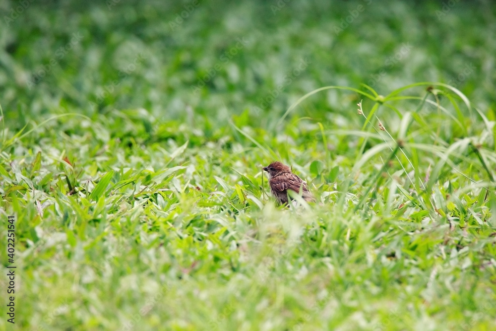 Sparrows play and forage in the grass Sparrows play and forage in the grass