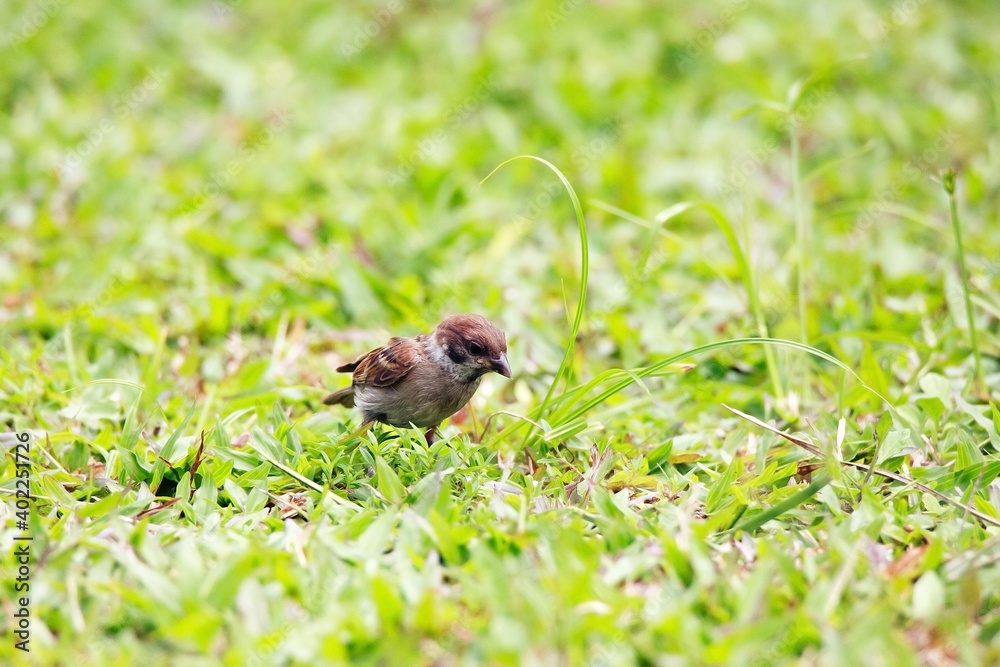 Sparrows play and forage in the grass